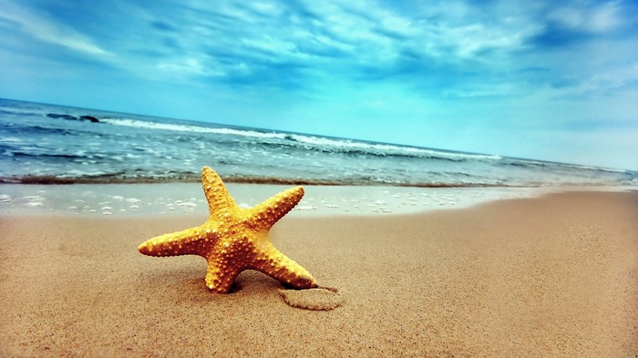 Starfish on a Sandy Beach with Ocean Waves