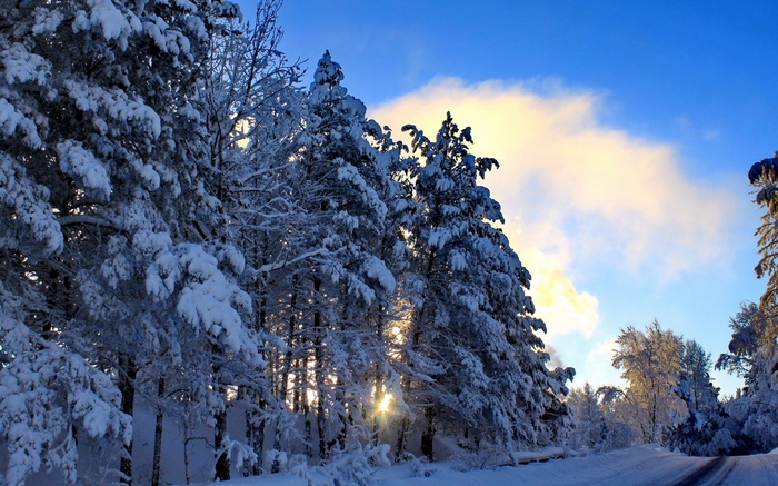 Snow-covered trees along a winter road