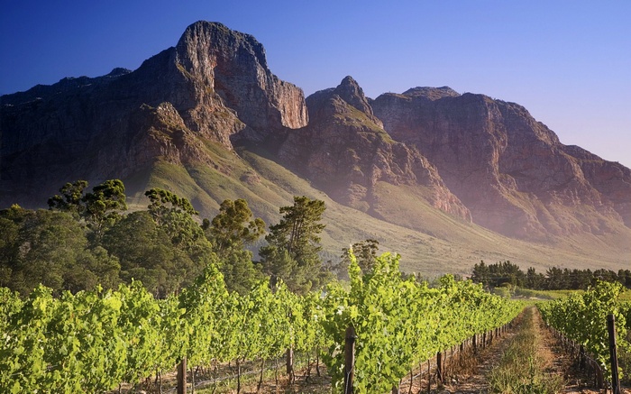 Vineyard with Mountains