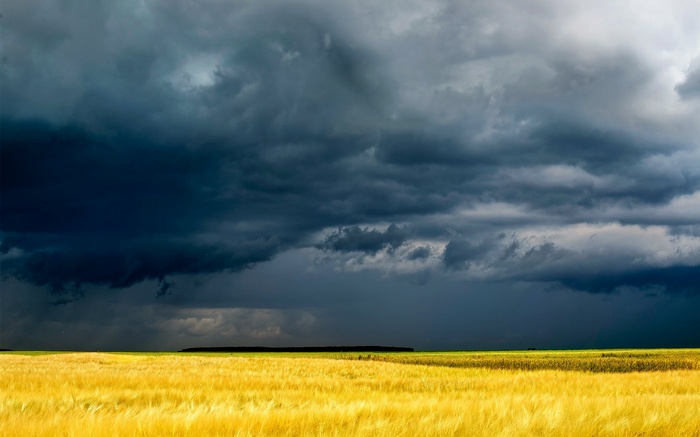 Dark storm clouds over a golden field