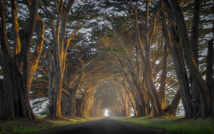 Road through a cypress tree tunnel at sunrise