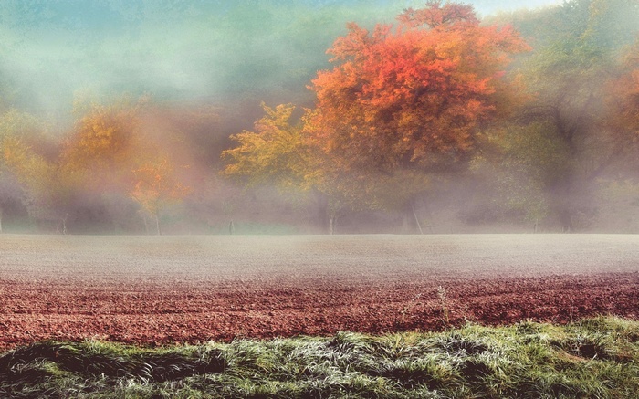Misty Autumn Field with Colorful Trees