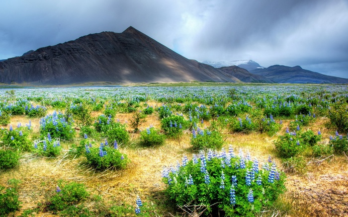 Field of lupine flowers with mountains in the background