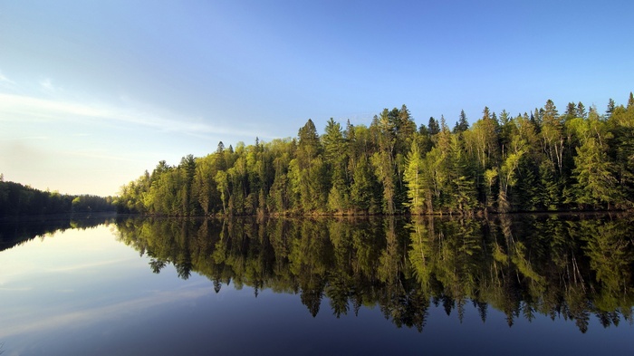 Forest reflected in a calm lake under a blue sky