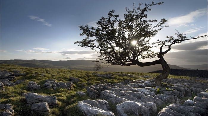 Twisted tree on rocky landscape at sunset