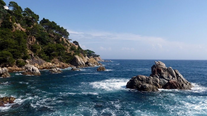 Rocky coastline with pine trees and blue ocean