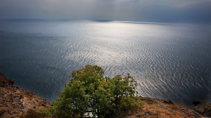 Tree on a cliff overlooking the sea