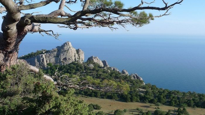Rocky coast with pine tree overlooking the sea