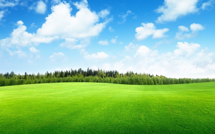 Green field with forest and blue sky