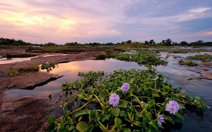 Water hyacinths with purple flowers in a river at sunset