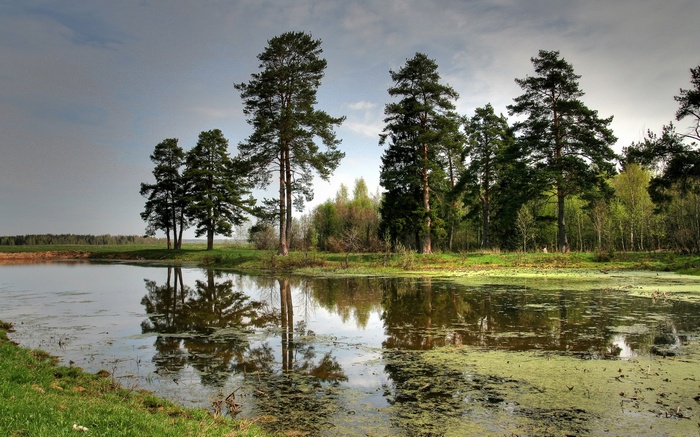 Pine trees reflected in a calm lake