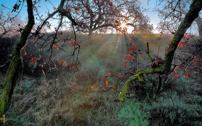 Sunbeams through trees with red leaves and mist