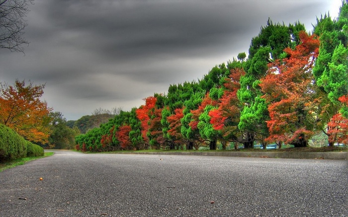Road lined with autumn trees under cloudy sky