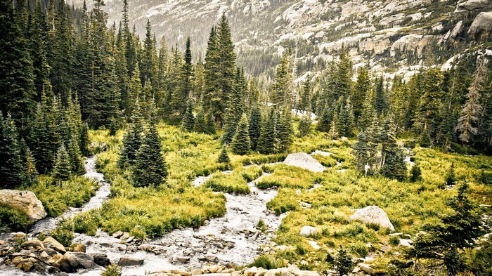 Mountain stream flowing through a pine forest