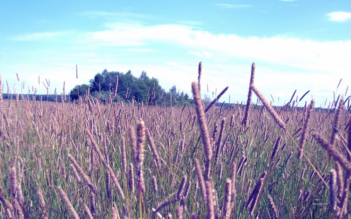 Field of tall grass with trees in the background