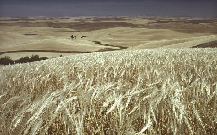 Golden wheat field in rolling hills landscape