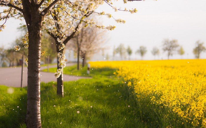 Blooming trees and a yellow field