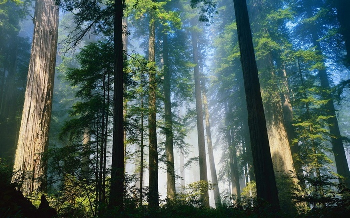 Sunlight filtering through tall redwood trees in a forest