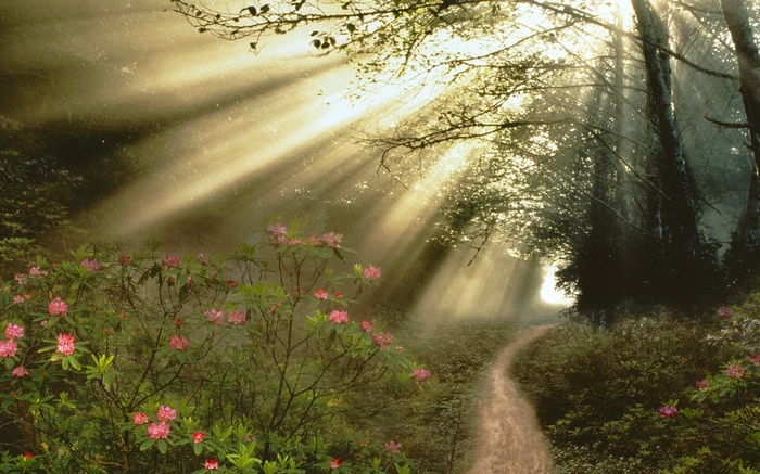 Sunbeams through a forest path with pink flowers