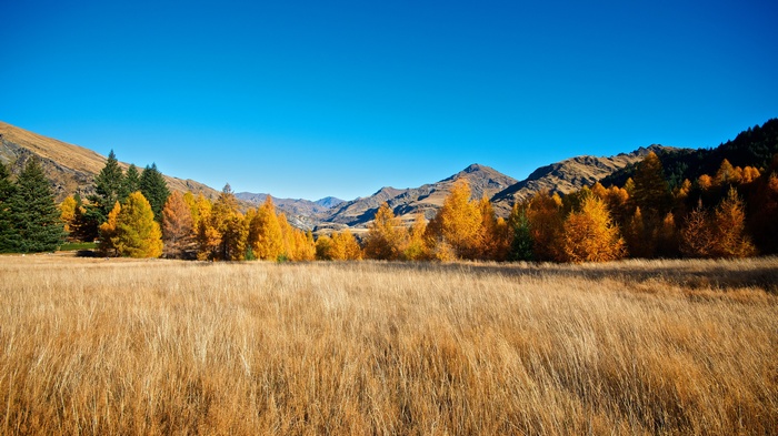 Autumn trees in a mountain landscape with dry grass field
