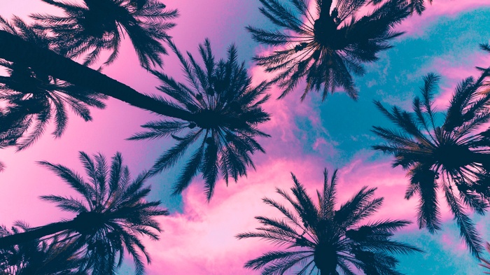 Palm trees against a pink and blue sky