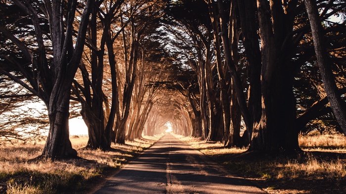Road lined with cypress trees