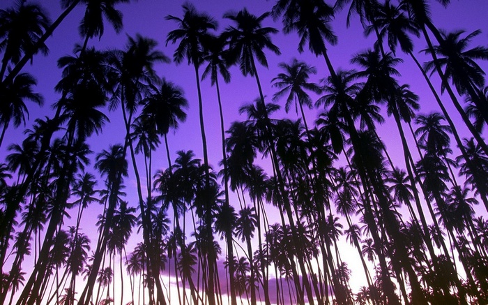 Palm trees silhouetted against a purple dawn sky