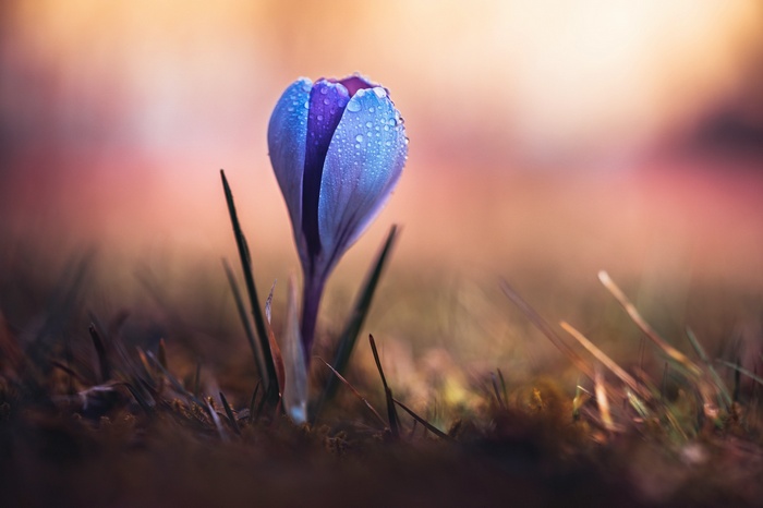 A single blue crocus flower with water droplets
