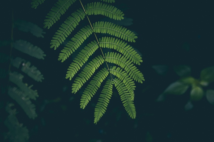 Close-up of green fern leaves against a dark background