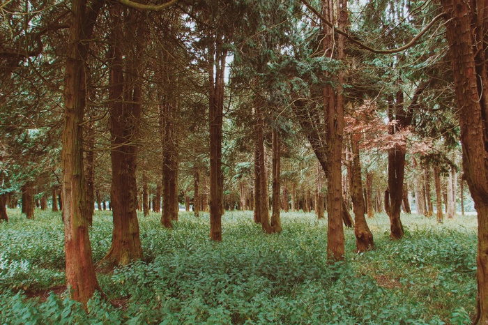 A dense forest with tall trees and green undergrowth