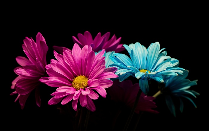 Pink and blue daisies on a black background