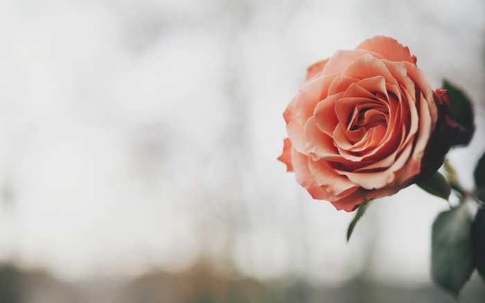 Close-up of a peach rose