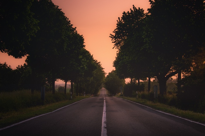 nature, Germany, grass, plants, Monsheim, road, trees, landscape