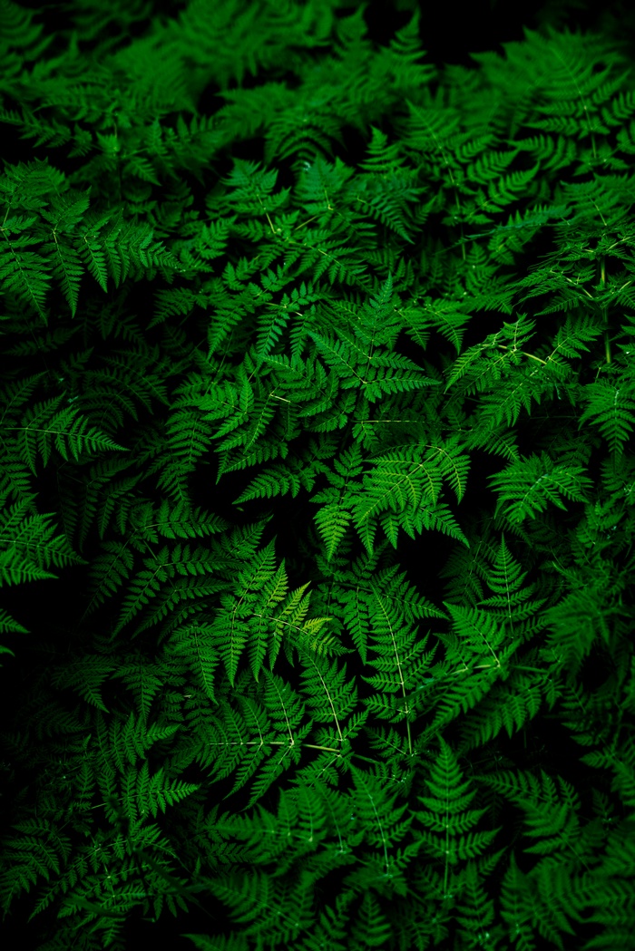 Close-up of lush green fern leaves