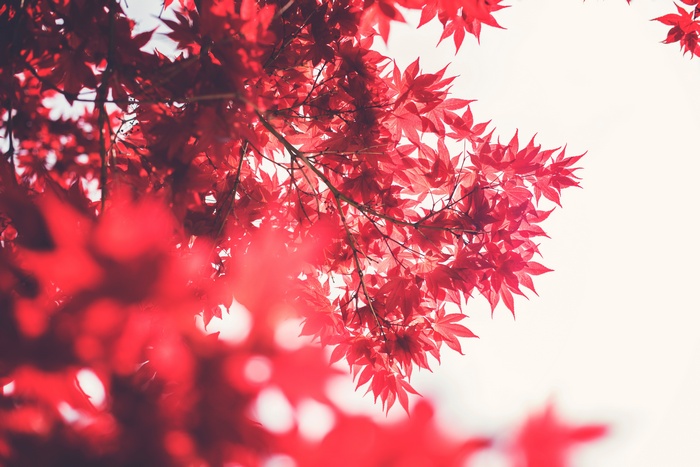 Red Maple Leaves Against a Bright Sky