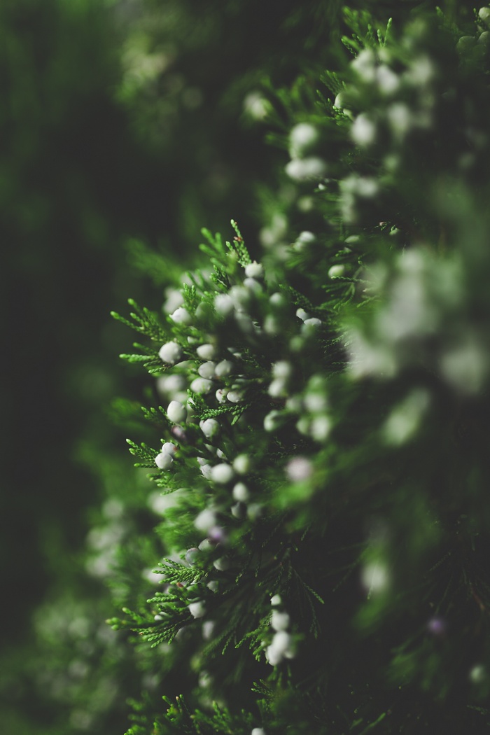Close-up of green pine branches with white berries