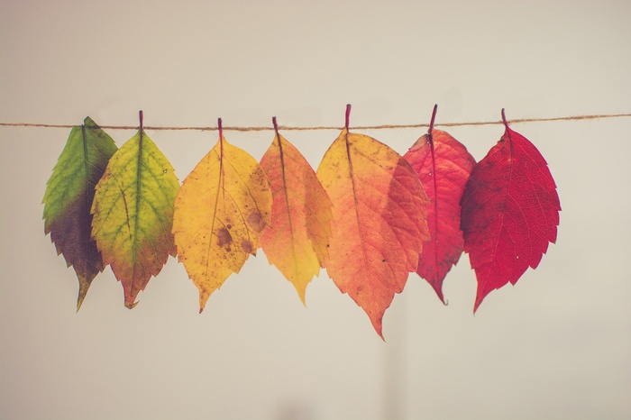 Autumn leaves on a string