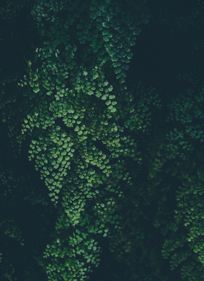 Close-up of dark green fern foliage