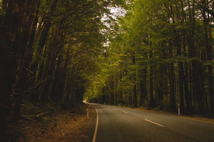 Road through a dense forest in New Zealand
