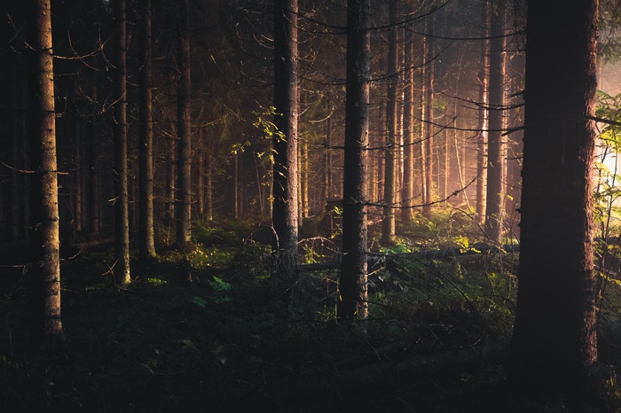 Sunlight filtering through trees in a dark forest