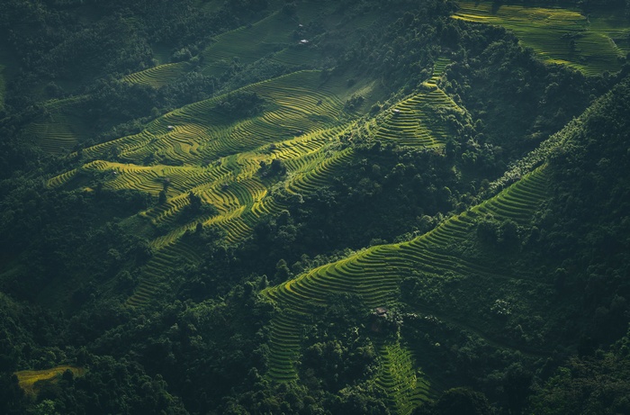 Terraced rice fields in Vietnam from aerial view