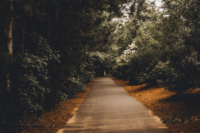 A paved path winds through a dense forest with tall trees.
