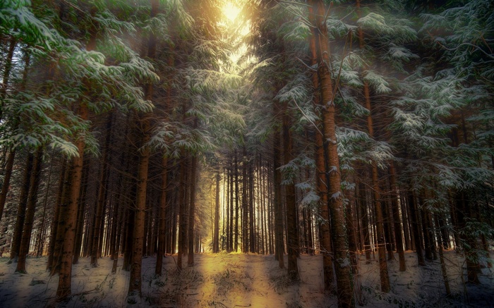 Sunlight filtering through a snowy winter forest