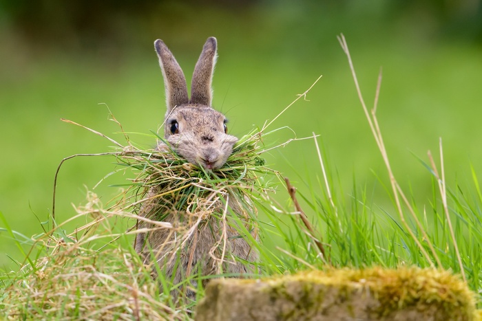Rabbit eating grass in a field