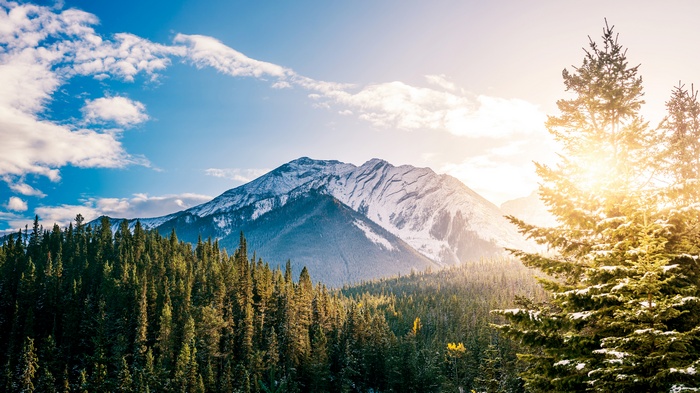 Snowy mountains and evergreen forest with sun flare