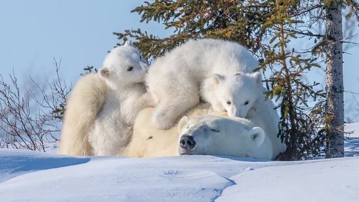Mother polar bear sleeping with two cubs in snow