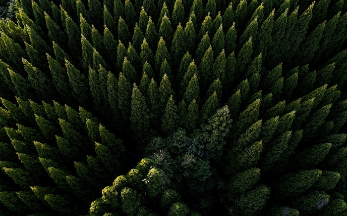 Aerial view of a dense green forest