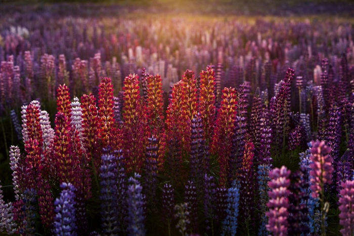 Field of colorful lupine flowers at sunset