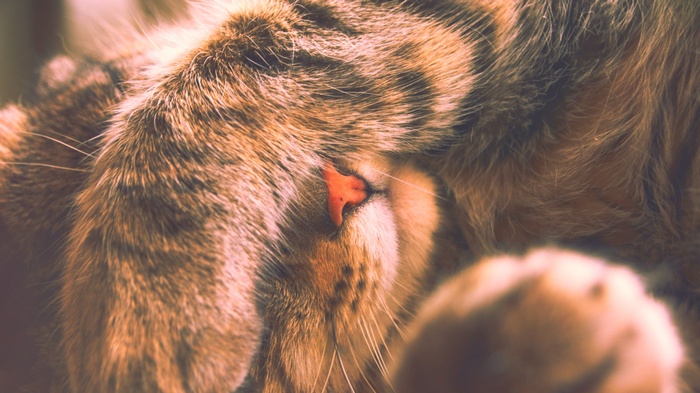 Close-up of a sleeping tabby cat