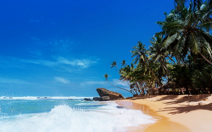 Tropical beach with palm trees and ocean waves